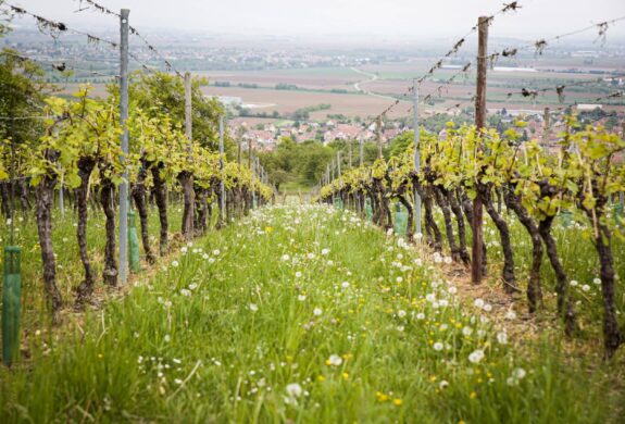 Vignobles d'Alsace