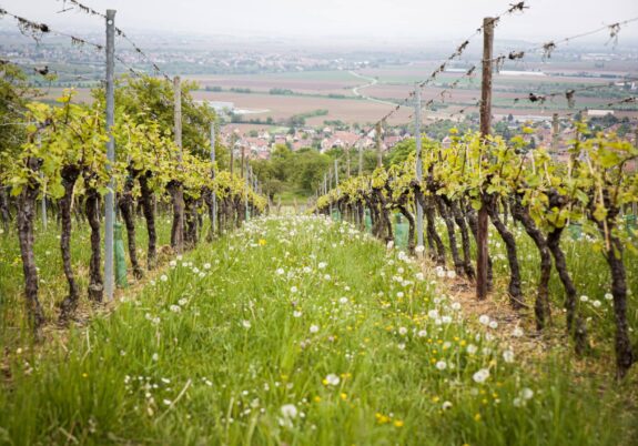 Vignobles d'Alsace